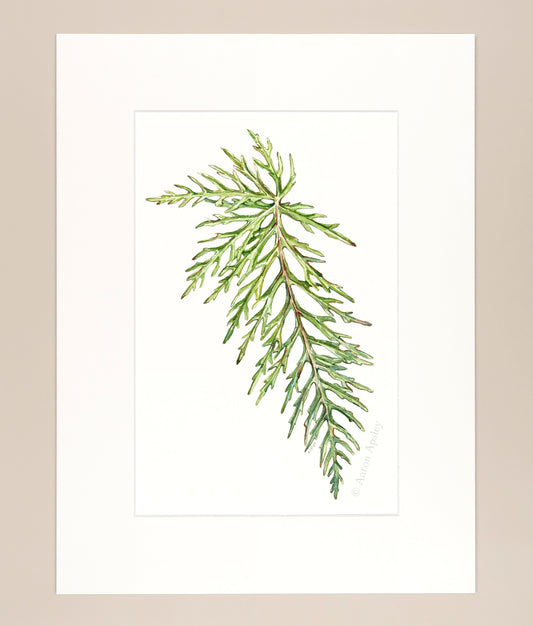 Begonia bipinnatifida - Original Watercolor