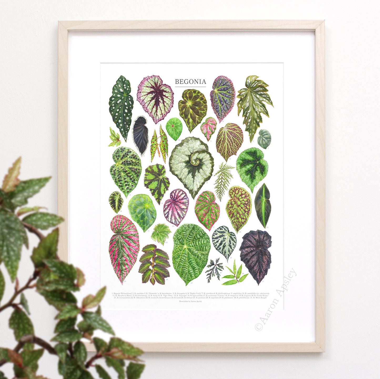 Begonia Species Print