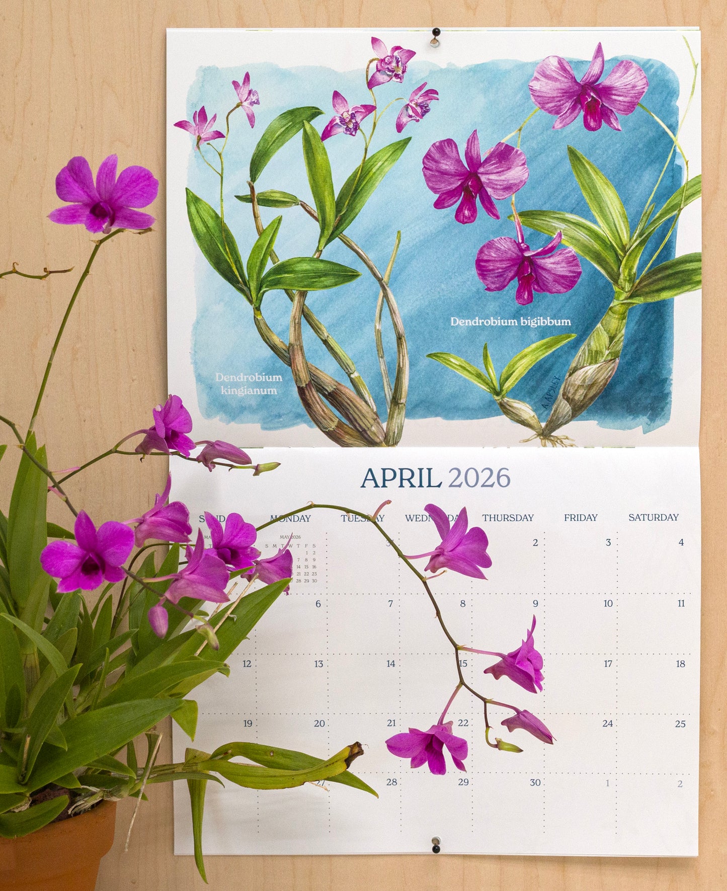 2026 Orchid Wall Calendar