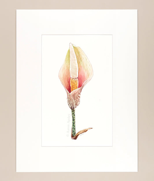 Amorphophallus bulbifer - Original Watercolor