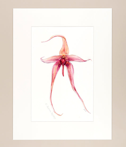 Bulbophyllum echinolabium - Original Watercolor