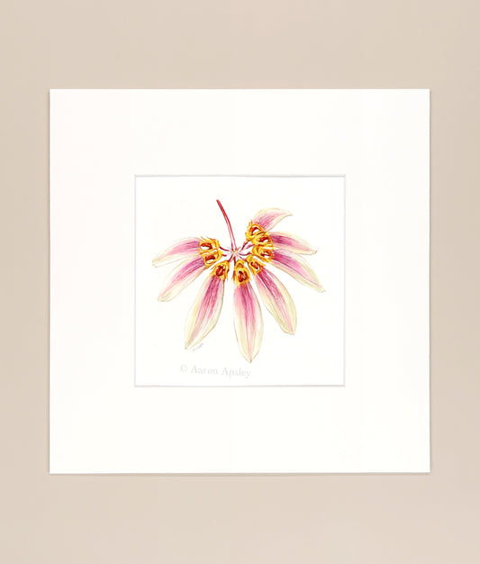 Bulbophyllum lepidum - Original Watercolor