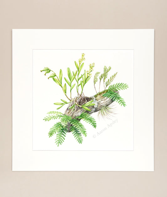 Florida Epiphytes 2 - Original Watercolor