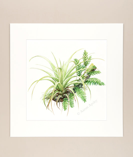 Florida Epiphytes 1 - Original Watercolor