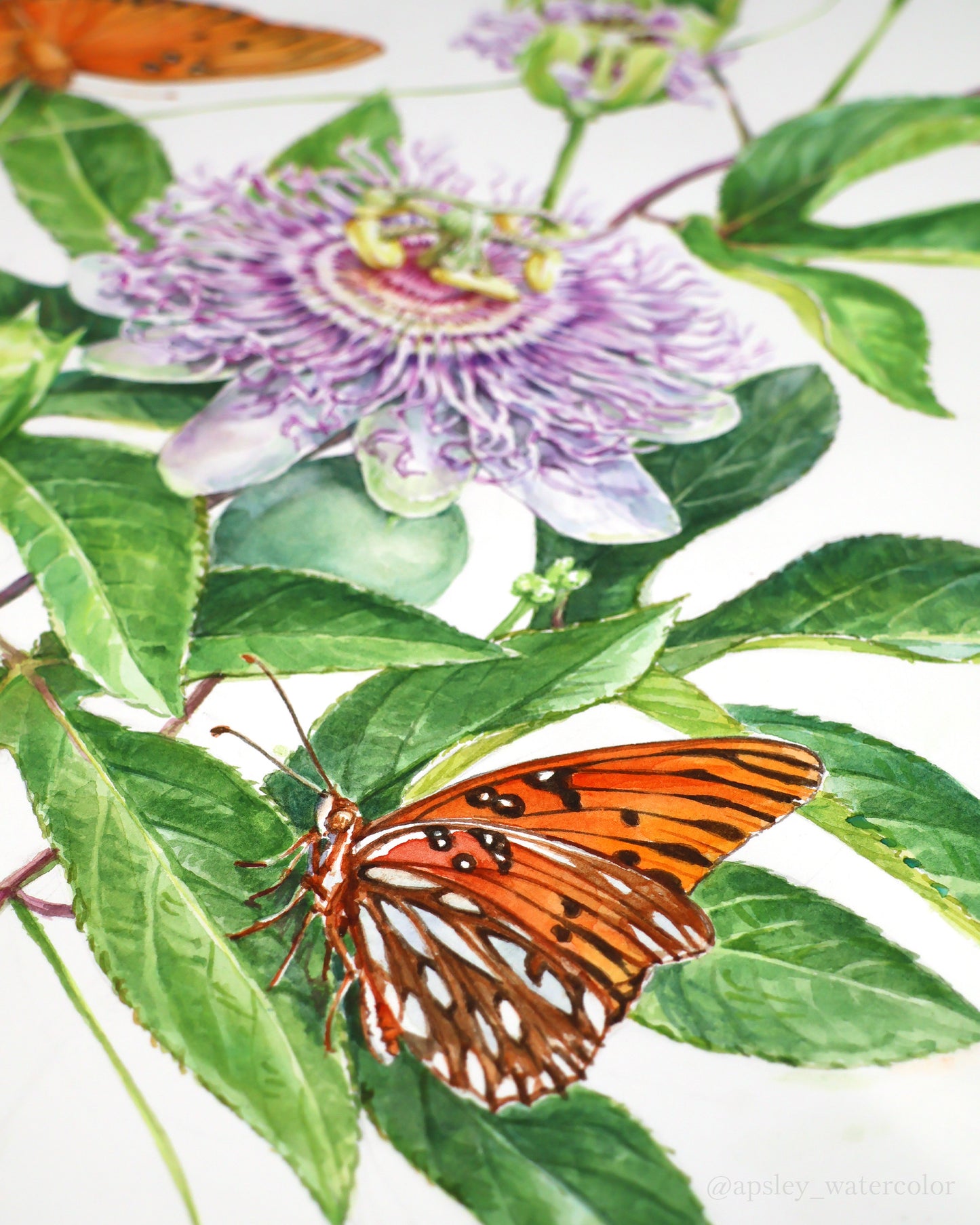 Gulf Frittillary Butterflies & Maypop Passionflower Print