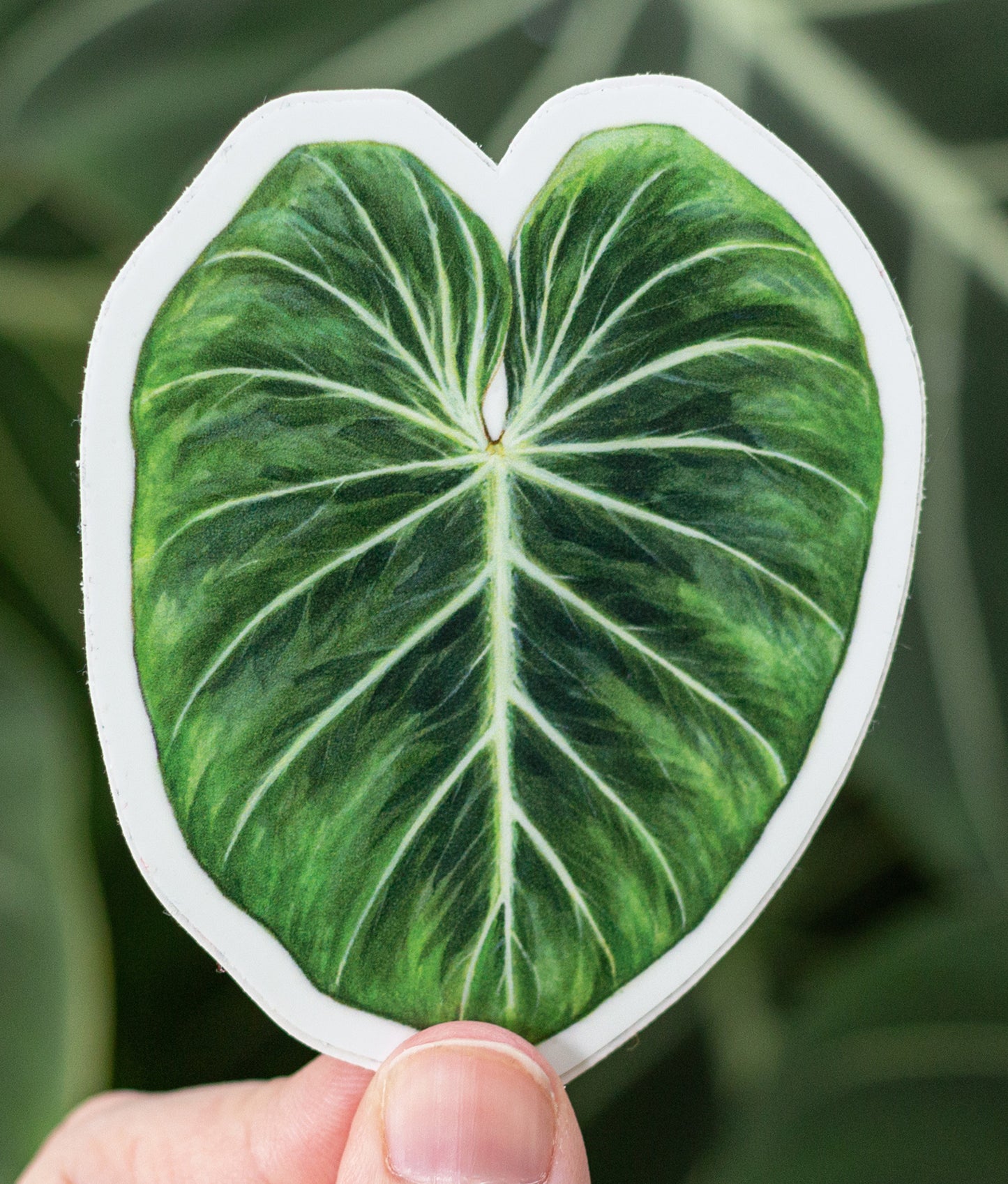 Philodendron gloriosum Sticker