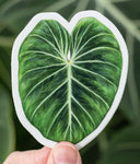 Philodendron gloriosum Sticker