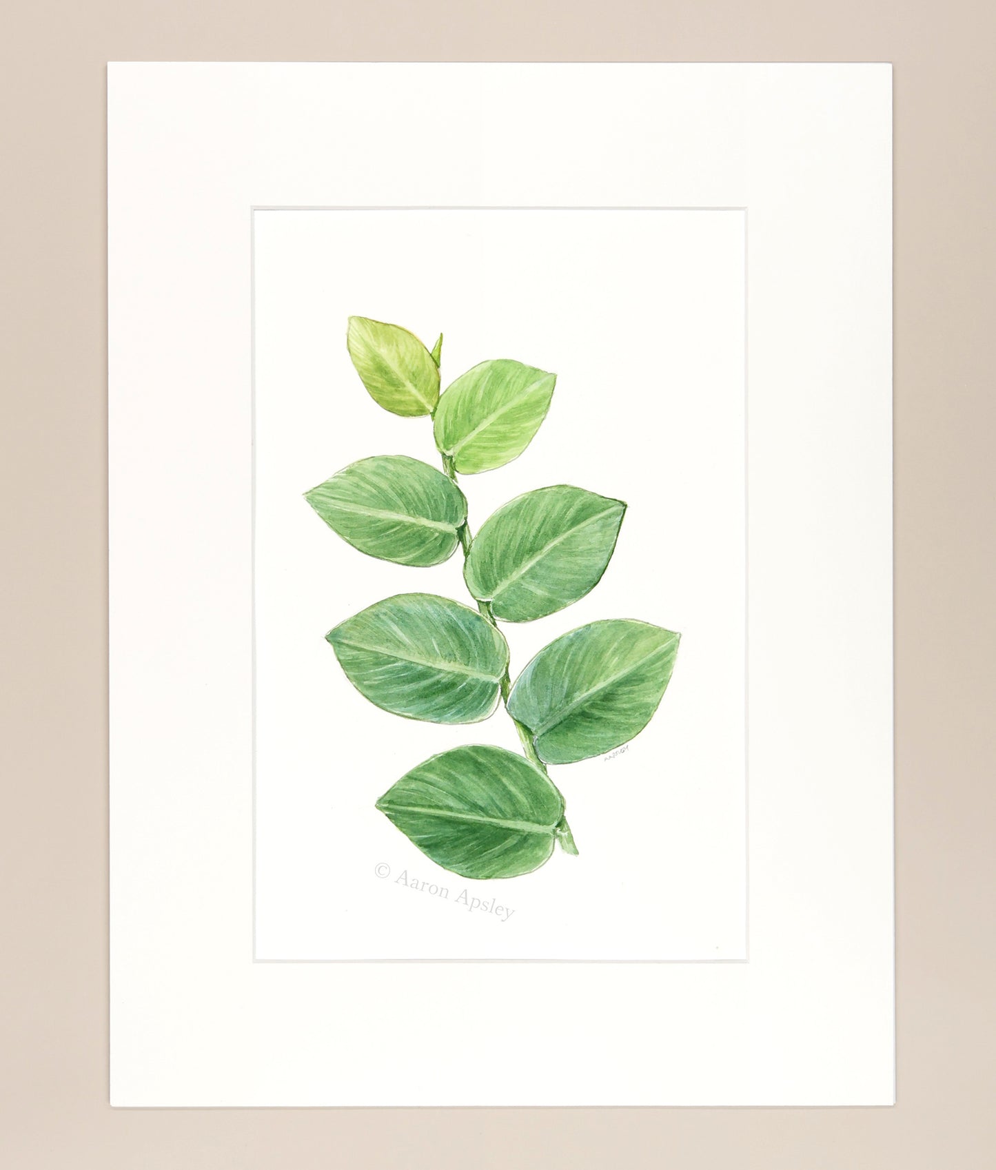 Rhaphidophora hayi - Original Watercolor