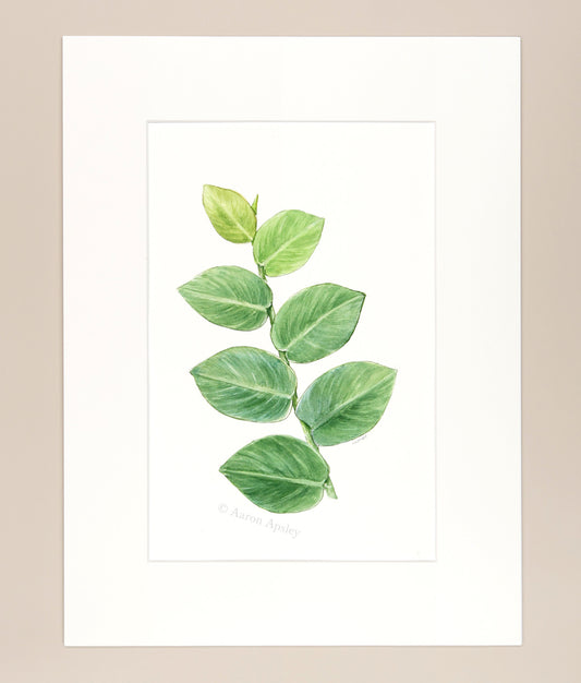 Rhaphidophora hayi - Original Watercolor