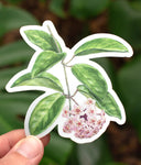 Hoya carnosa Sticker