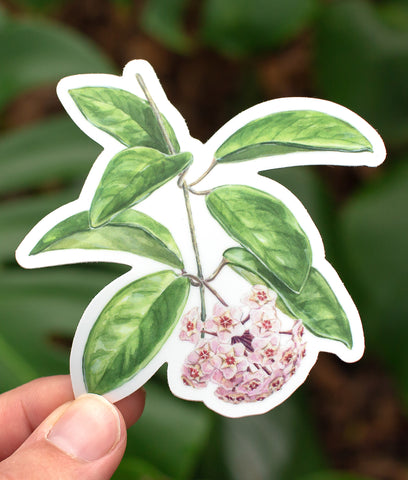 Hoya carnosa Sticker