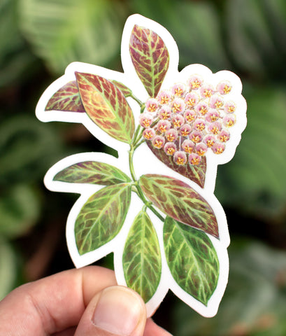 Hoya obscura Sticker