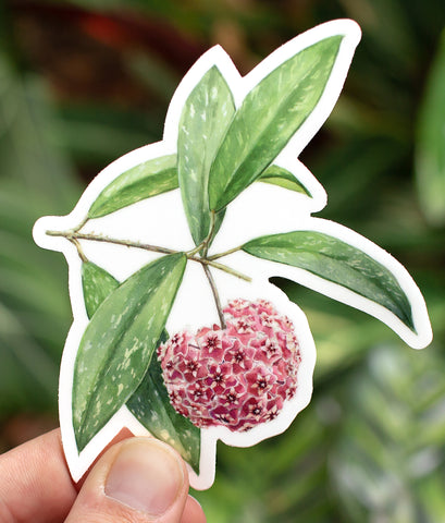 Hoya pubicalyx Sticker