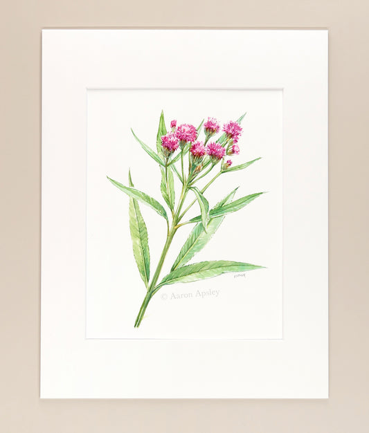 Vernonia fasciculata - Original Watercolor