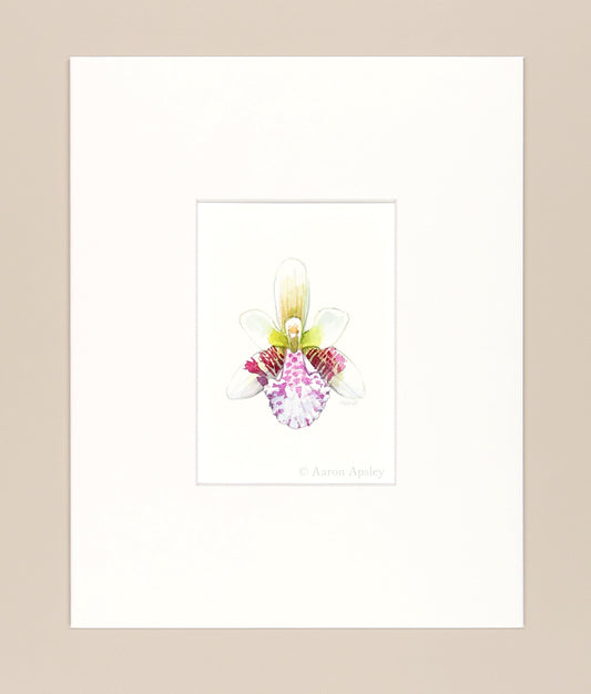 Phalenopsis japonica - Original Watercolor