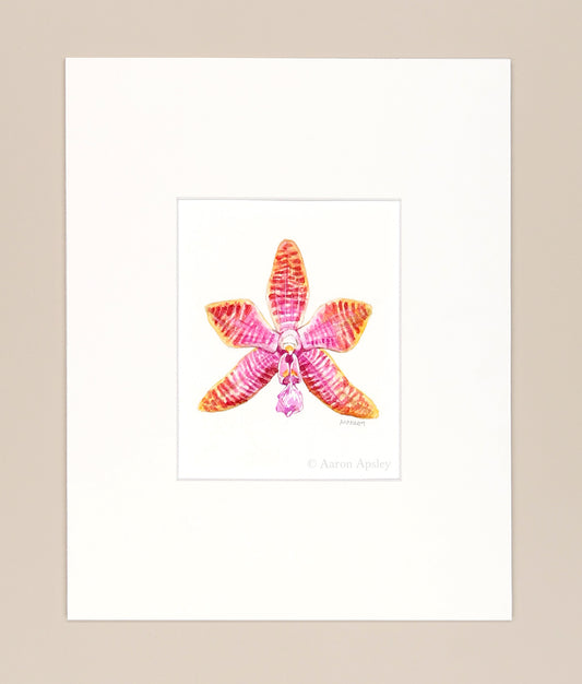 Phalaenopsis lueddemanniana - Original Watercolor