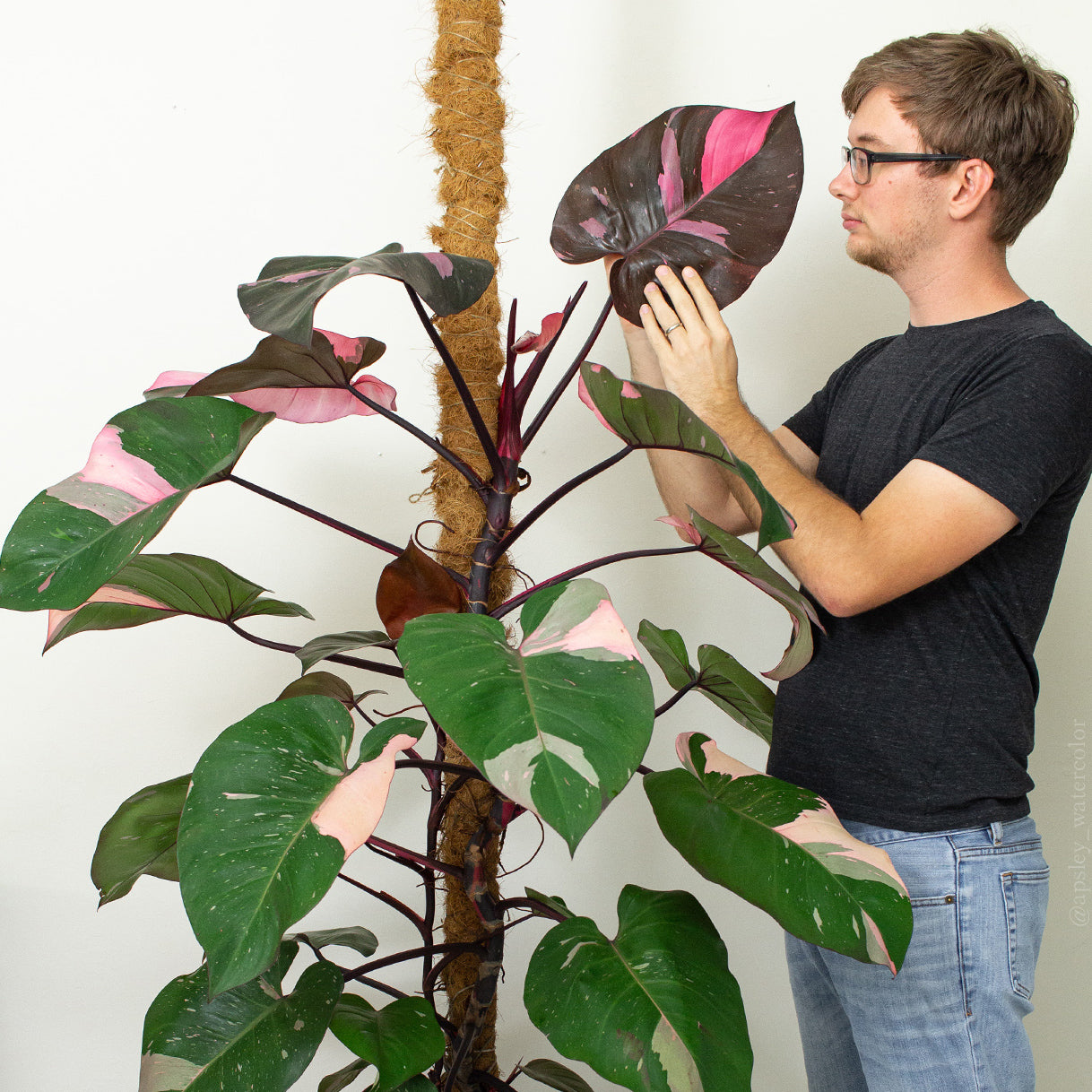 mature pink princess philodendron Philodendron 'Pink Princess' Print – Aaron Apsley Artwork