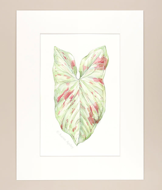 Syngonium 'Milk Confetti' - Original Watercolor