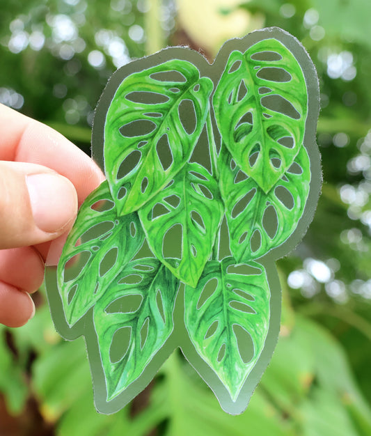 Monstera adansonii Sticker