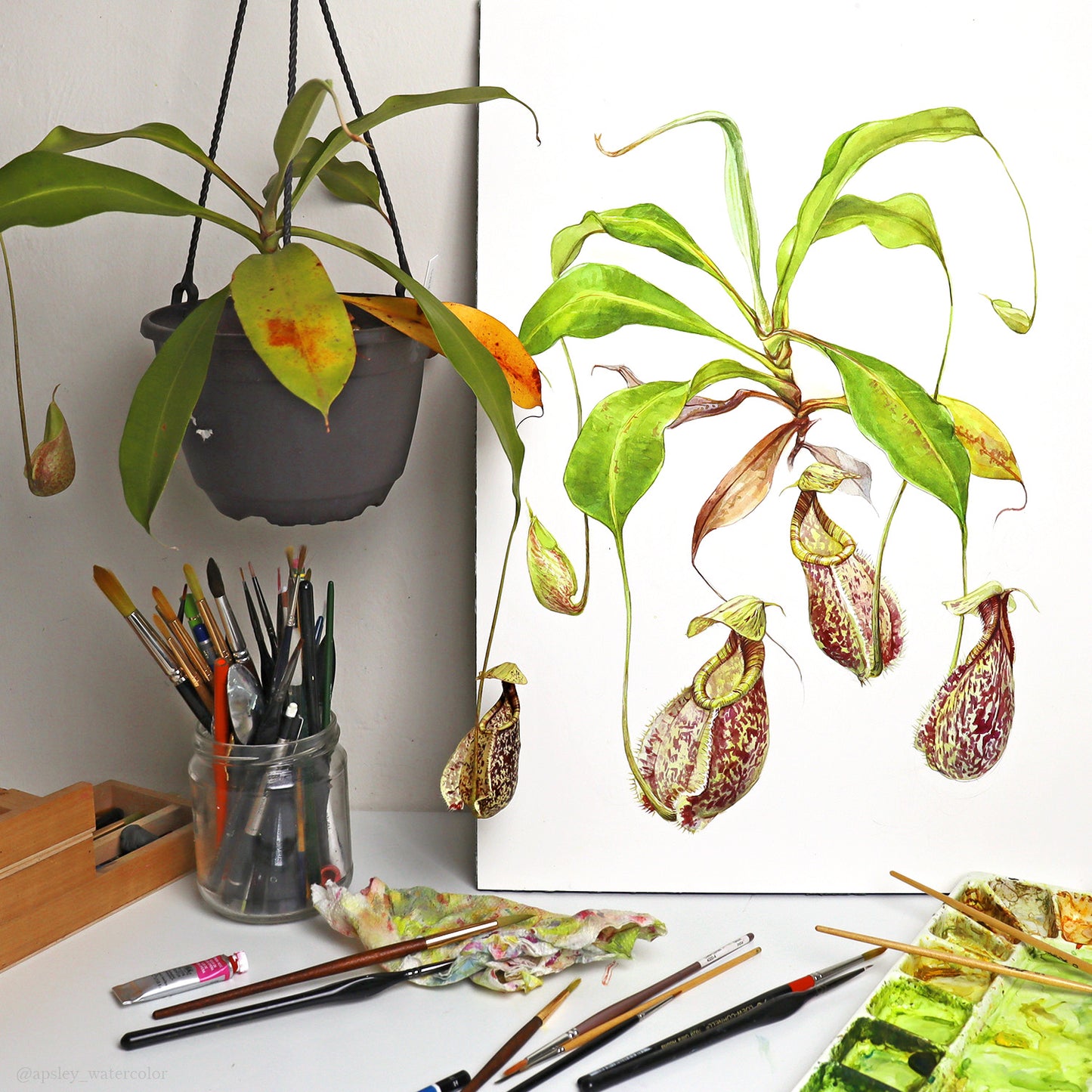 Nepenthes rafflesiana - Original Watercolor