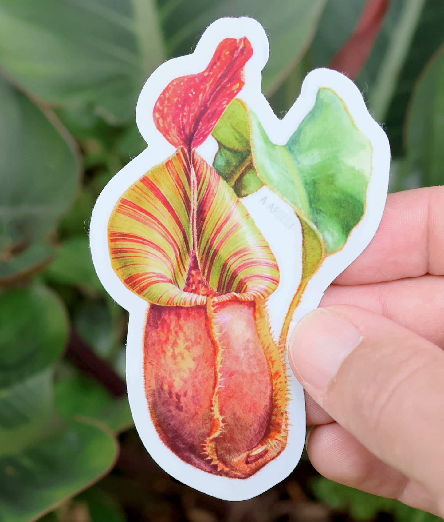 Nepenthes veitchii Sticker