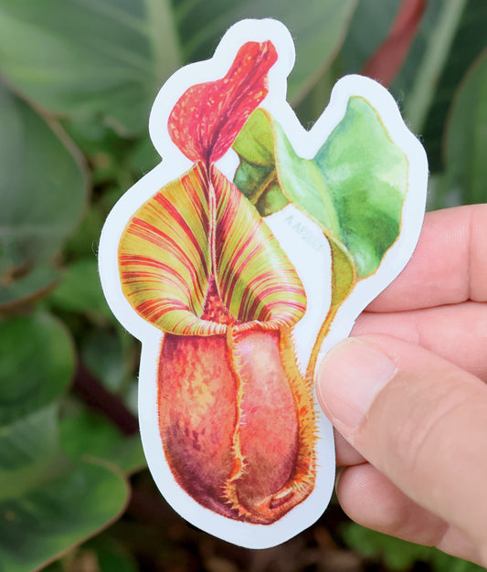 Nepenthes veitchii Sticker