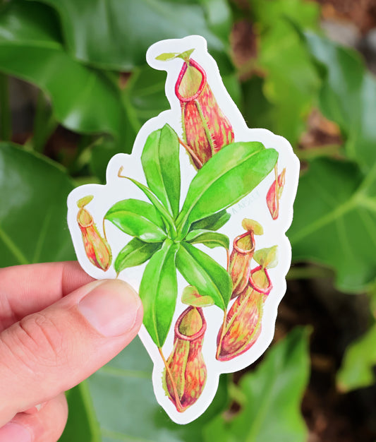 Nepenthes 'St. Gaya' Sticker