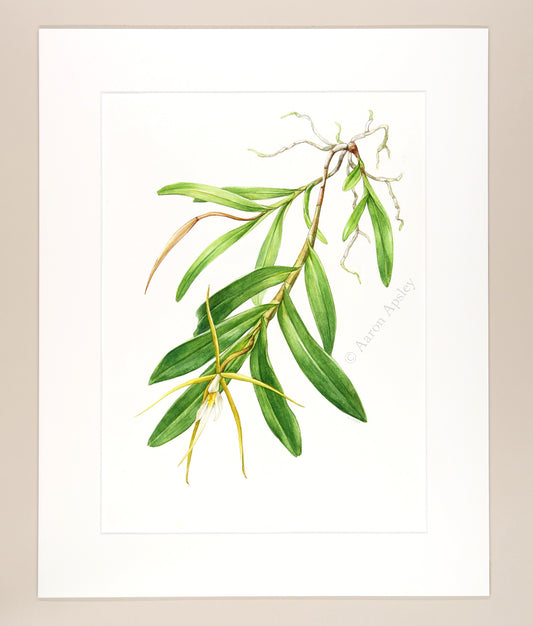 Epidendrum nocturnum - Original Watercolor