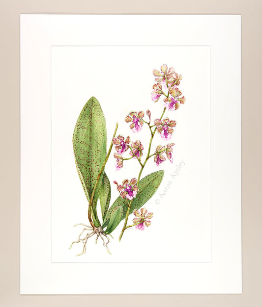 Trichocentrum Ollie Palmer - Original Watercolor