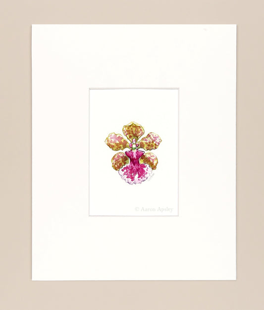 Trichocentrum Ollie Palmer - Original Watercolor