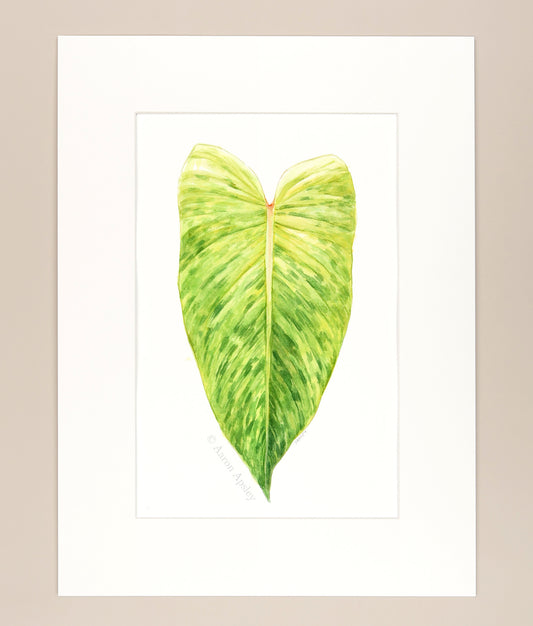 Philodendron 'Painted Lady' - Original Watercolor