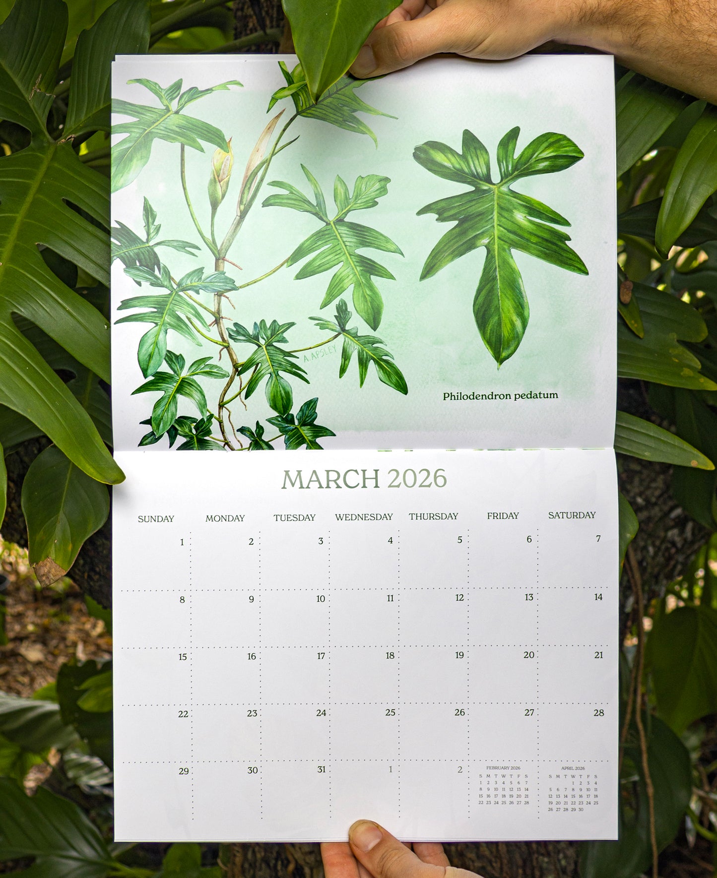 2026 Aroid Wall Calendar