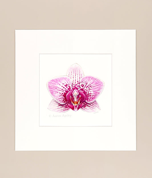 Phalaenopsis cv 2 - Original Watercolor