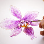 Phalaenopsis x veitchiana - Original Watercolor