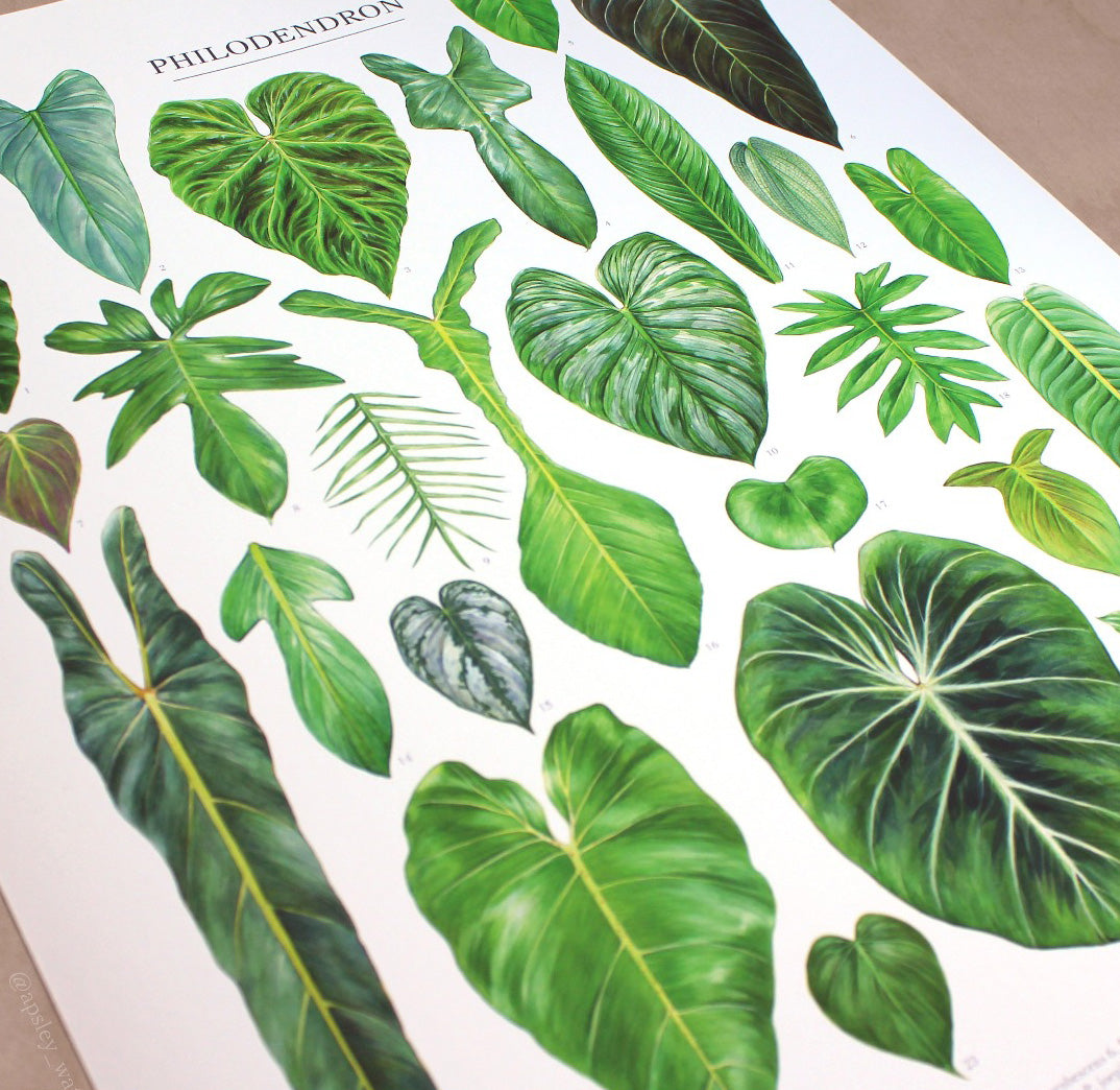 Philodendron Species Print