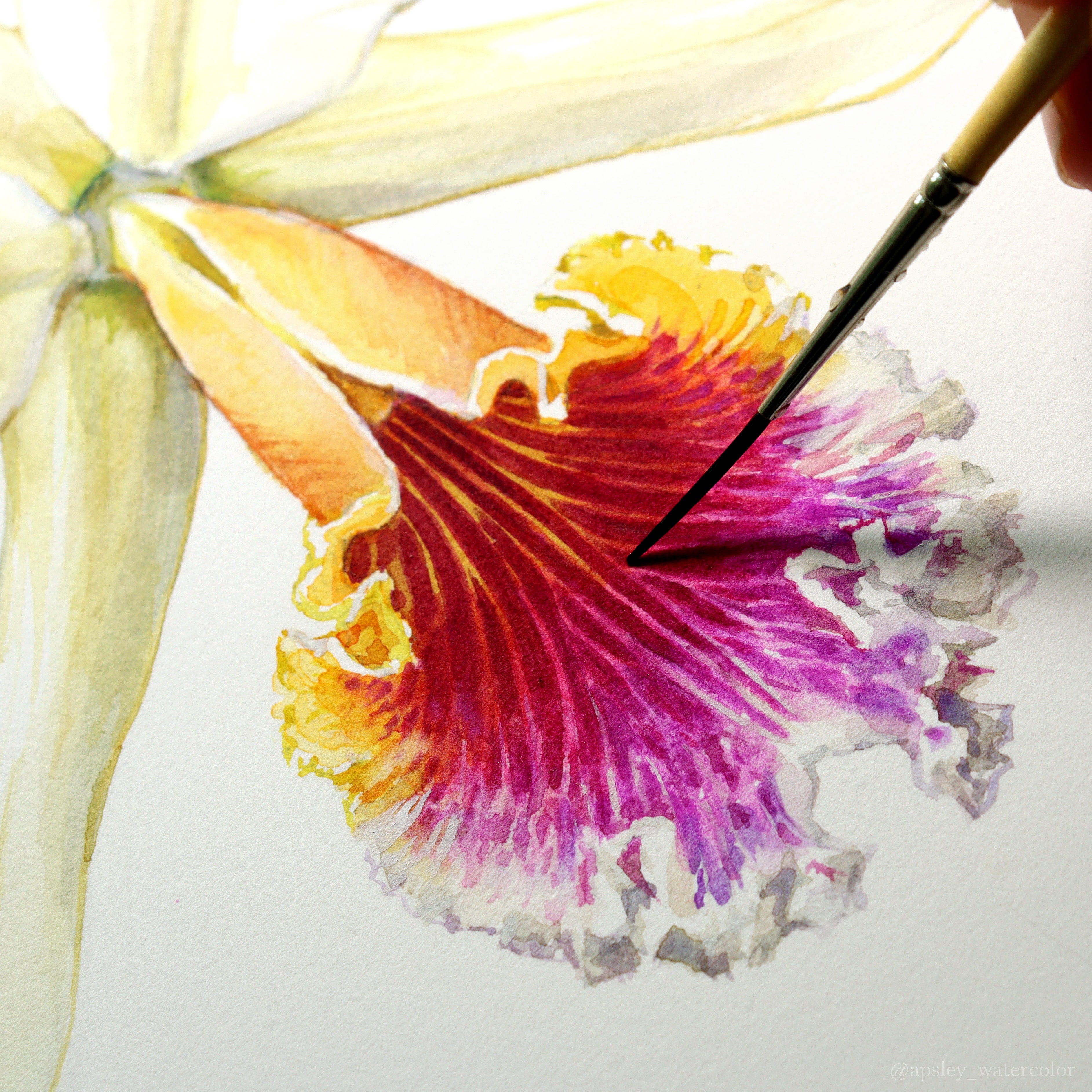 Orchid Species Print – Aaron Apsley Artwork