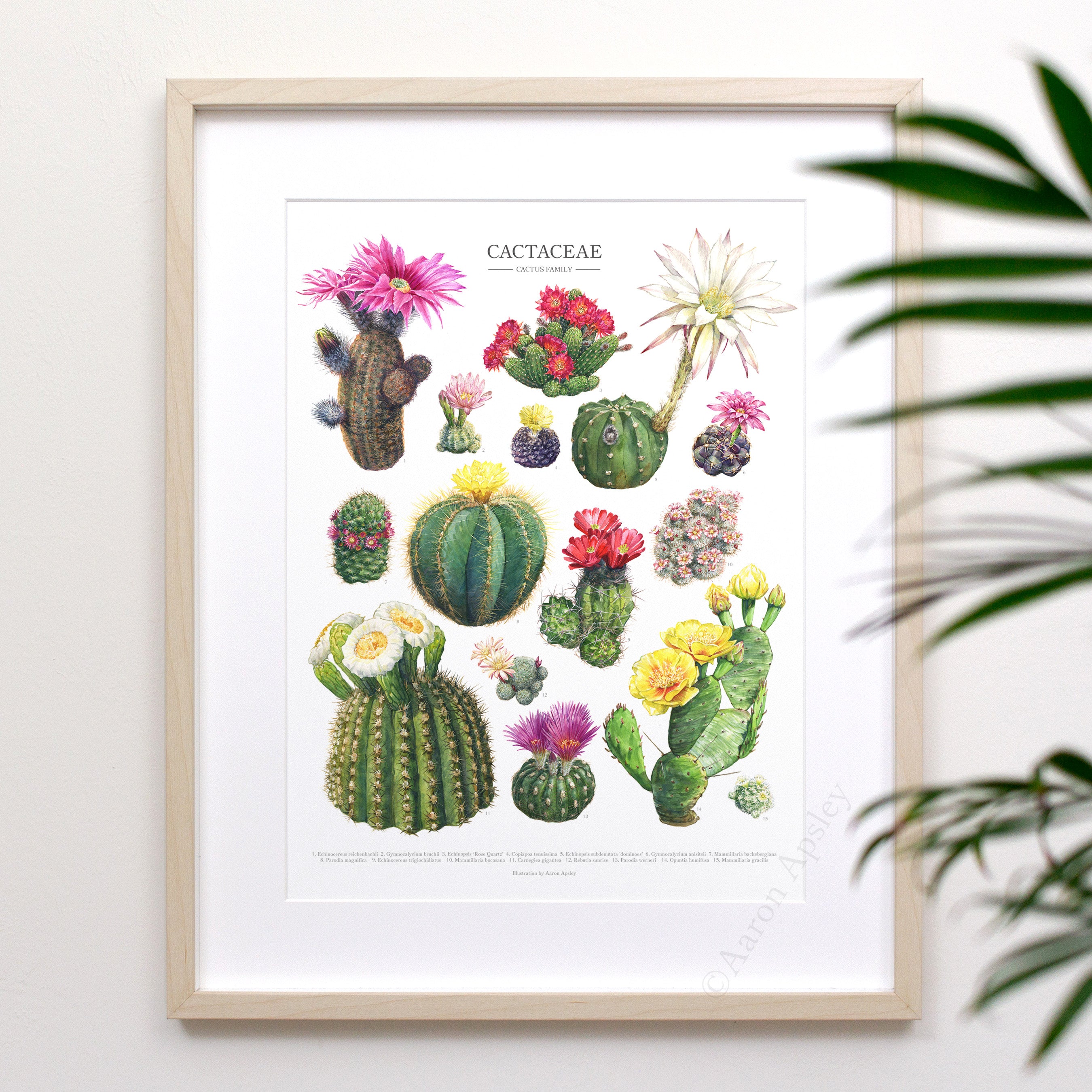 types of cactus with flowers Flowering Cactus Species Print – Aaron Apsley Artwork
