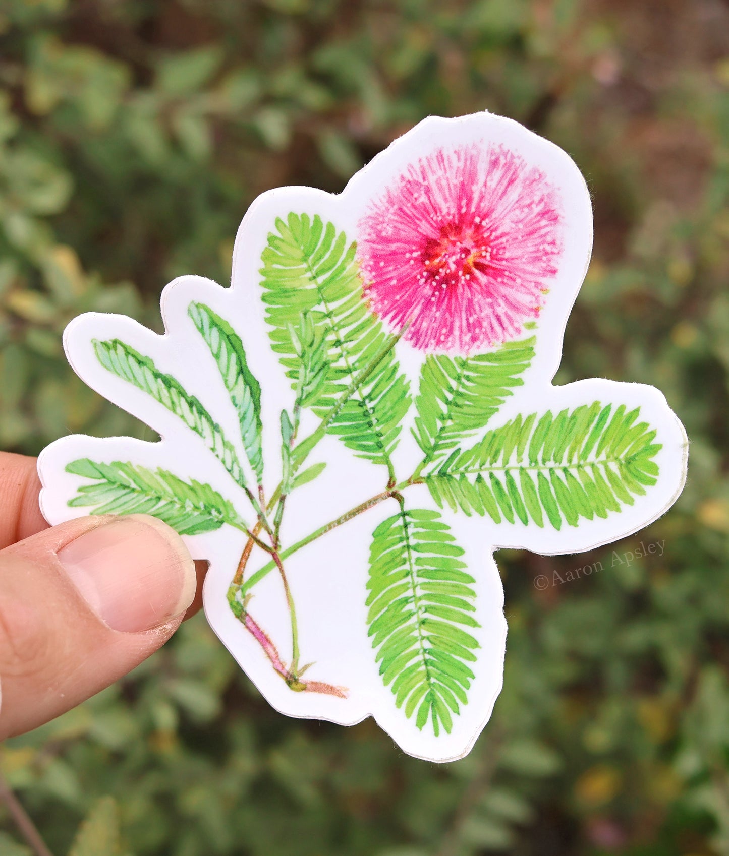 Mimosa Sticker