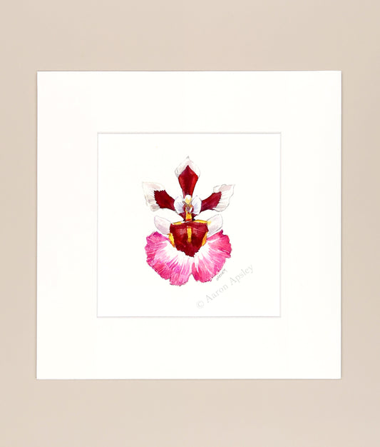 Tolumnia 'Pink Panther' - Original Watercolor