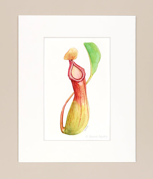 Nepenthes x ventrata - Original Watercolor