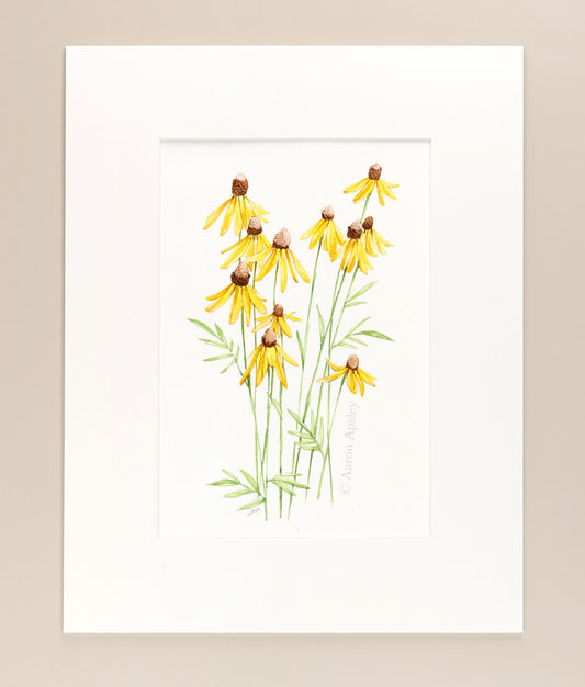 Ratibida pinnata - Original Watercolor