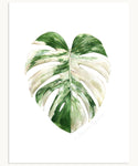 Monstera deliciosa 'albo borsigiana' Print