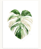 Monstera deliciosa 'albo borsigiana' Print