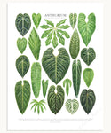 Anthurium Species Print
