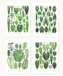 Aroid Taxonomy Print Set