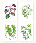 Aroid Specimen Print Set