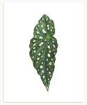 Begonia maculata Print