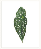 Begonia maculata Print