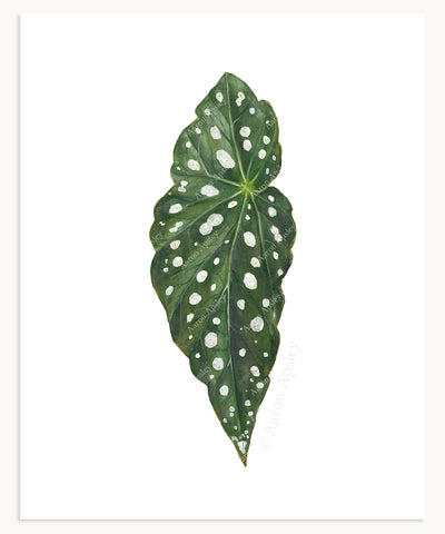 Begonia maculata Print