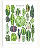 Marantaceae Species Print